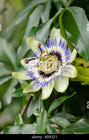 Blaue Passionsblume (passiflora caerulea) Stockfoto