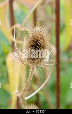 Gemeinsame Karde (Dipsacus fullonum) Stockfoto