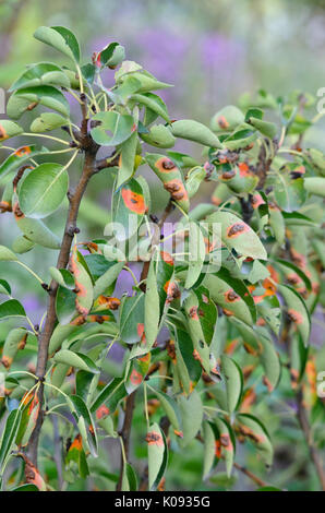 Birne (Pyrus) und Birne Rost (gymnosporangium fuscum Syn. gymnosporangium sabinae) Stockfoto