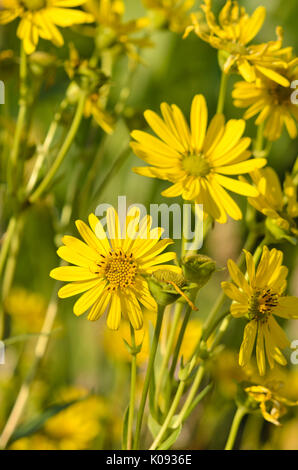 Schale Anlage (silphion perfoliatum) Stockfoto