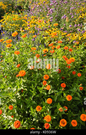 Gemeinsame Zinnia (Zinnia violacea 'Königin orange' syn. Königin Zinnia elegans 'orange'), orange Kegel Blüte (Rudbeckia fulgida) und purpletop Vervain Stockfoto