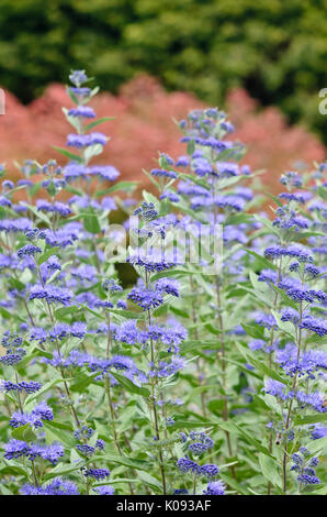 Blauen Bart (caryopteris x clandonensis) Stockfoto