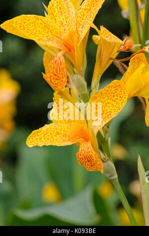 Indian shot (canna Indica 'Golden Gate') Stockfoto