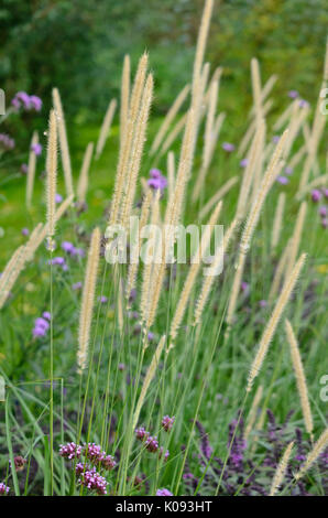 Afrikanische Feder Gras (pennisetum macrourum 'weiße Lancer') Stockfoto