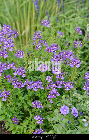 Nemesia karoo Dunkelblau Stockfoto