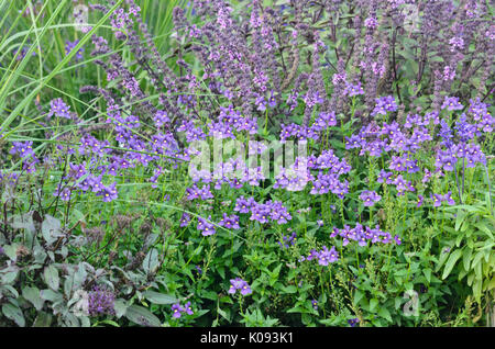 Nemesia karoo Dunkelblau und Basilikum (Ocimum basilicum) Stockfoto