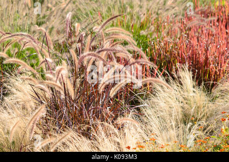 Brunnen Gras (Pennisetum setaceum 'Rubrum') und mexikanischen nassella tenuissima feather Gras (syn. stipa tenuissima) Stockfoto