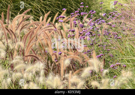 Brunnen Gras (Pennisetum setaceum 'Rubrum') und purpletop Vervain (verbena Bonariensis) Stockfoto