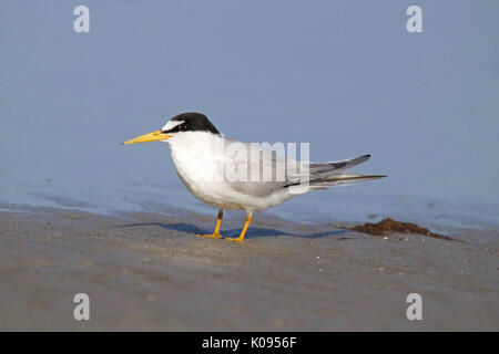 Eine gefährdete mindestens tern Sternula antillarum Stehend am Ufer Stockfoto