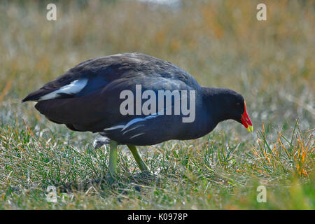 (Common gallinule Gallinula galeata) auf dschunken Stockfoto