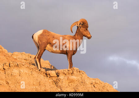 Ein grosses Spiel Tier Bighorn Schafe steht auf den felsigen Klippen Stockfoto