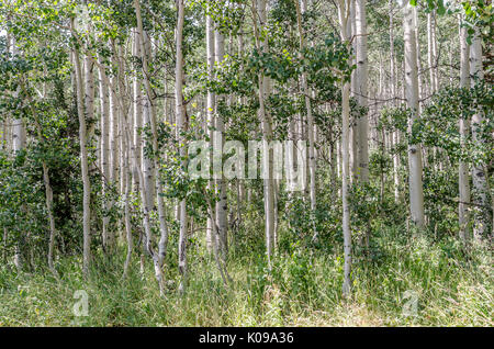 Sonnenlicht durch ein Wäldchen oder Stand der Beben Aspen (Populus tremuloides) Highlights ihre schönen weißen Rinde und schwarze Narben Stockfoto