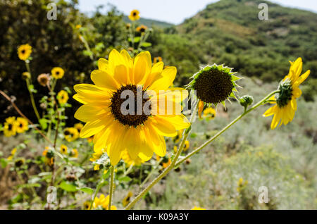 Sonnenblumen (Helianthus) Gegenlicht der Sonne mit schönen Bokeh in einem schönen Berglandschaft Stockfoto