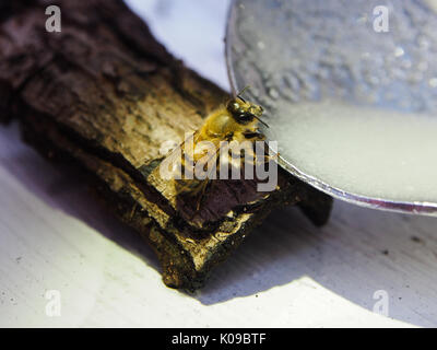 Eine Honigbiene Getränke ein Zucker und Wasser Mischung aus einem Löffel nach gefunden, die auf dem Boden erschöpft Stockfoto