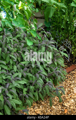 Salvia officinalis 'Purpurascens'' Purple Sage' Stockfoto