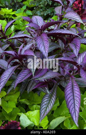 Strobilanthes dyerianus persischen Schild Stockfoto
