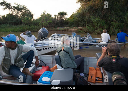 Boote mit Touristen sammeln ein Jaguar an einem Flussufer zu sehen Stockfoto