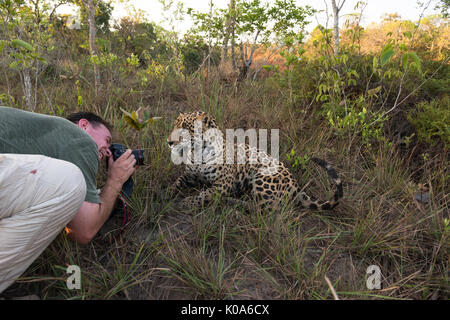 Ein Fotograf shooting ein Captive Jaguar aus unmittelbarer Nähe Stockfoto