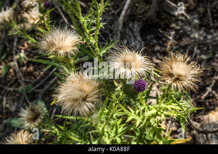 Eine frische thistle blossom unter mehreren, die gut sind, haben ihren Prime noch schöne in einer anderen Art und Weise Stockfoto