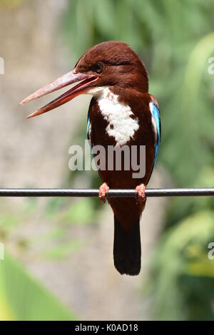 Kingfisher (Pelargopsis capensis) Stockfoto