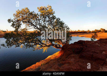 Rocky Pool und Eukalyptus Gum Tree, einem Abschnitt der Gascoyne River, die nie trocken wird, Gascoyne, Western Australia Stockfoto