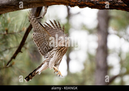Cooper's hawk Flucht. Flagstaff, Arizona USA. Stockfoto