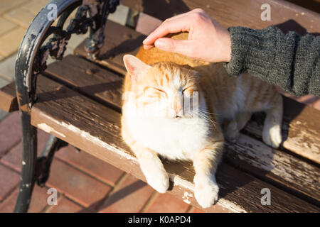 Heimatlose Katze, Tier und Tiere Konzept - der Mann streichelt Katze Kopf Stockfoto