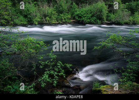 Metolius Wild and Scenic River, Deschutes National Forest, Oregon Stockfoto