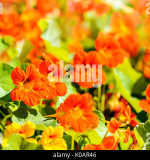 Bereich der Sommer Blumen close up Stockfoto