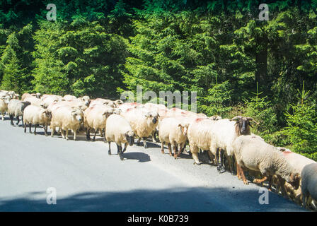 Eine Herde Schafe über die Straße in den Wald auf die Berge Bucegi Naturpark, Sinaia, Rumänien. Stockfoto