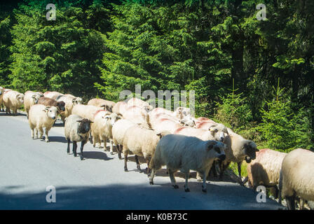 Eine Herde Schafe über die Straße in den Wald auf die Berge Bucegi Naturpark, Sinaia, Rumänien. Stockfoto