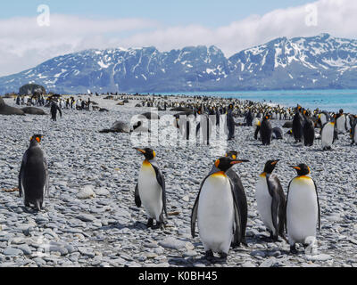 Große Kolonie von König Pinguine und Seehunde zusammen mischen auf felsigen Strand auf Südgeorgien Insel im Südatlantik. Stockfoto