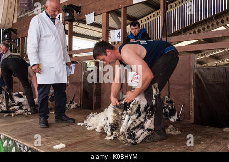 Ein junges Schaf 57309 am Großen Yorkshire Show 2017 Stockfoto