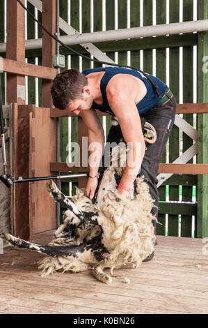 Junior Schafe Scherer bei der Great Yorkshire Show 2017 Stockfoto