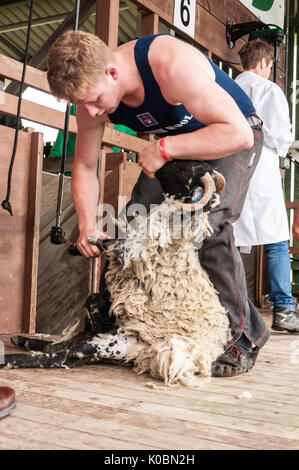 Junior Schafe Scherer bei der Great Yorkshire Show 2017 Stockfoto