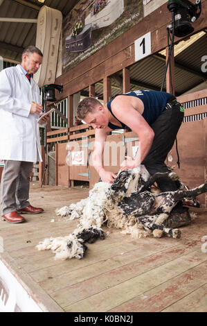 Junior Schafe Scherer bei der Great Yorkshire Show 2017 Stockfoto