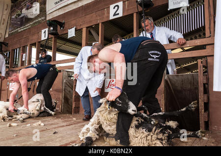 Junior Schafe Scherer bei der Great Yorkshire Show 2017 Stockfoto