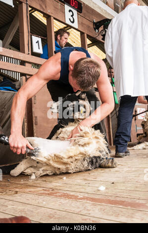 Junior Schafe Scherer bei der Great Yorkshire Show 2017 Stockfoto