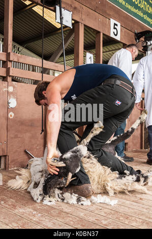 Junior Schafe Scherer bei der Great Yorkshire Show 2017 Stockfoto