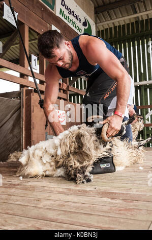 Junior Schafe Scherer bei der Great Yorkshire Show 2017 Stockfoto