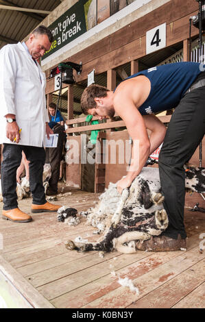 Junior Schafe Scherer bei der Great Yorkshire Show 2017 Stockfoto
