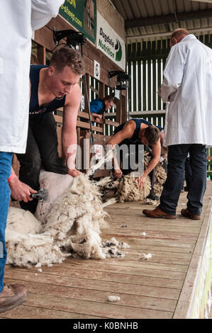 Junior Schafe scheren Am Großen Yorkshire Show 2017 Stockfoto