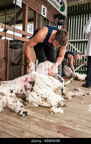 Junior Schafe scheren Am Großen Yorkshire Show 2017 Stockfoto