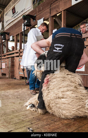Junior Schafe scheren Am Großen Yorkshire Show 2017 Stockfoto