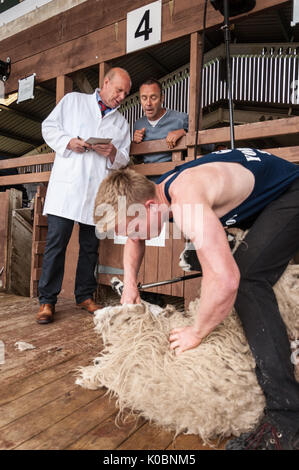 Junior Schafe scheren Am Großen Yorkshire Show 2017 Stockfoto