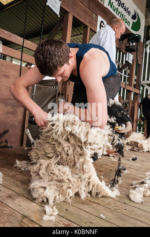 Junior Schafe scheren Am Großen Yorkshire Show 2017 Stockfoto