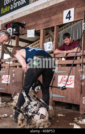 Schafe scheren Wettbewerb bei der Great Yorkshire Show 2017 Stockfoto