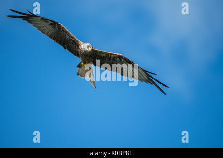 Red Kite vor blauem Himmel im Sommer. In Wales, UK fotografiert. Besteht Raum für Text, falls erforderlich, und mit seitlichen Leuchte zu ermöglichen. Stockfoto