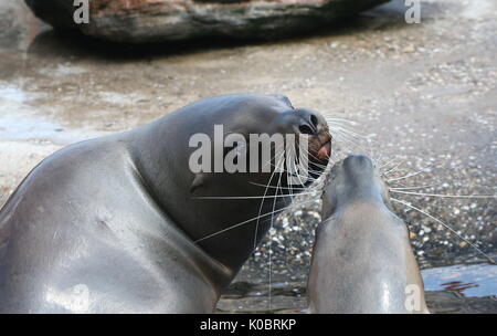 Paar Seelöwen der Steller oder nördlichen Seelöwen (Eumetopias jubatus), im nördlichen Pazifik gefunden. Stockfoto