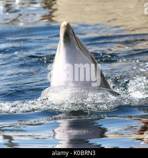 Atlantic Bottle-nose Dolphin (Tursiops truncatus) auftauchen, in der Nähe des Kopfes. Stockfoto